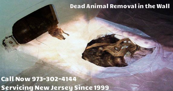 dead animal disposal Essex county NJ - removing dead animal Essex county New Jersey