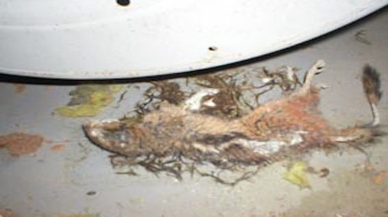 dead animal disposal in garage NJ - dead animal decomposing in garage New Jersey