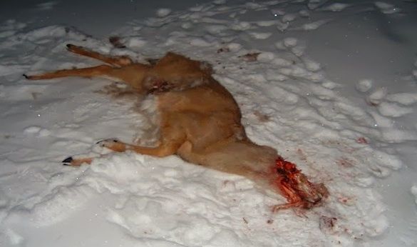 dead animal disposal in holmdel nj - animal carcass service holmdel new jersey