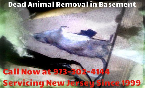 dead animal disposal in basement NJ - animal carcass basement New Jersey