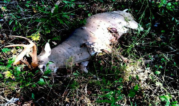 dead animal disposal martinsville nj - wild animal carcass disposal services in martinsville new jersey