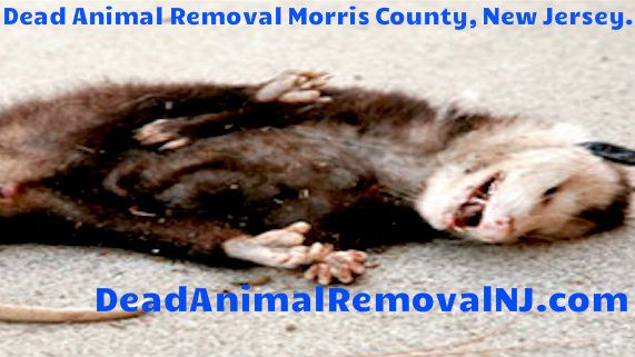 dead animal disposal Morris County NJ