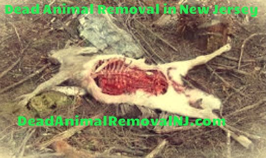 dead-animal-disposal-passaic-county-nj dead animal disposal NJ - dead deer Passaic County NJ