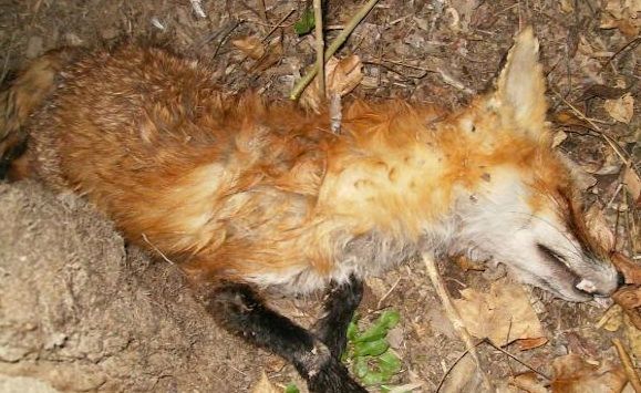 dead animal disposal Sussex County NJ - dead fox found in Sussex County NJ