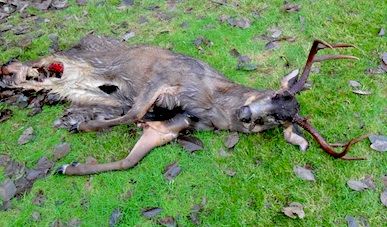 dead animal removal in hunterdon county NJ - animal carcass Hunterdon County New Jersey
