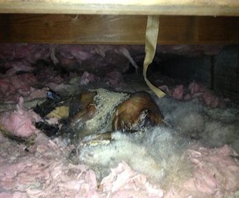 dead animal removal in middlesex county NJ - dead animal under the house in Middlesex