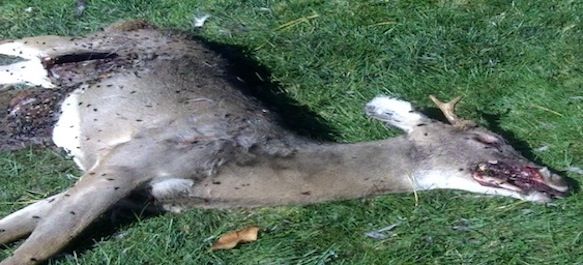 dead-animal-carcass-pick-up-lebanon-nj dead animal pick up lebanon nj - disposal of dead animal carcass servcies lebanon new jersey