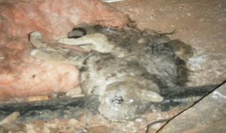 dead animal removal in basement NJ - animal decomposing in basement New Jersey