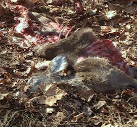 dead animal removal in bernardsville nj - pick up dead animal in bernardsville new jersey 