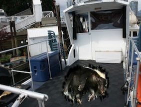 dead animal removal in boat nj - dead animal carcass removal in boat new jersey