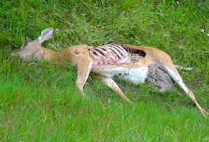 dead animal removal bridgewater nj - wildlife carcass remove in bridgewater new jersey