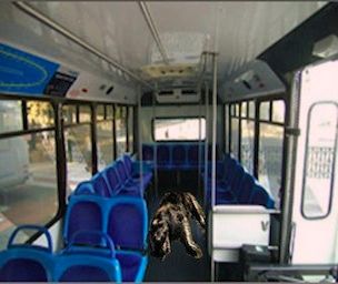 dead-animal-removal-bus-nj dead animal removal in bus nj - pick up dead animal carcass in bus in new jersey