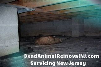 dead animal removal in crawl space NJ - animal carcass in crawlspace New Jersey