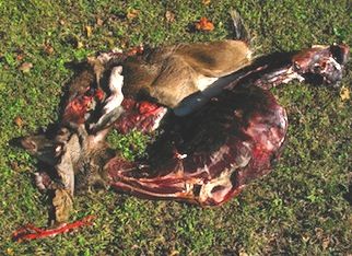 dead animal removal in east hanover nj - pick up dead animal carcass in east hanover new jersey