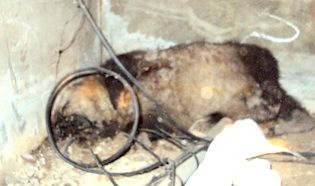 dead animal removal in Essex County NJ - dead animal under house Essex County NJ