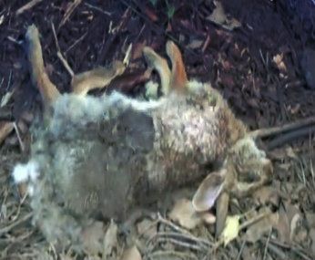 dead animal removal in essex fells nj - pick up dead wild animal in essex fells new jersey