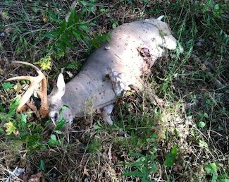 dead animal removal florham park nj - animal carcass disposal in florham park nj