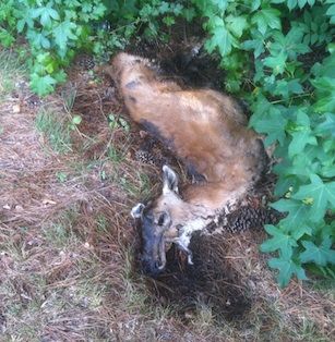 dead animal removal franklin nj - wildlife carcass removal franklin new jersey
