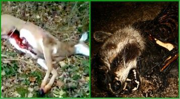 dead-animal-removal-goshen-ny dead animal removal goshen ny - picking up dead animal in goshen new york