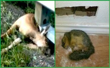 dead-animal-removal-harriman-ny dead animal removal harriman ny - picking up dead animal in harriman new york