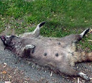 dead animal removal howell nj - wildlife control in howell nj