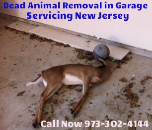 dead animal removal in NJ - dead deer in garage in New Jersey