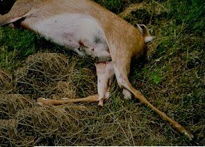 dead-animal-removal-kinnelon-nj dead animal removal kinnelon nj - removing wildlife carcass kinnelon new jersey