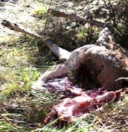 dead animal removal in lake hiawatha nj - pick up dead animal in lake hiawatha new jersey 