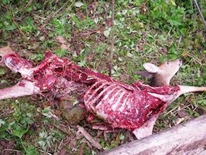 dead animal removal madison nj - pick up dead animal carcass in madison new jersey