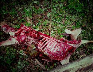 dead animal removal marlboro nj - picking up dead animal carcass in marlboro new jersey