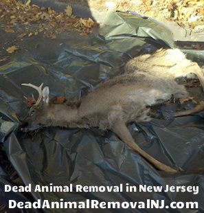 dead-animal-removal-middletown-nj dead animal removal middletown nj - wildlife carcass remove middletown new jersey