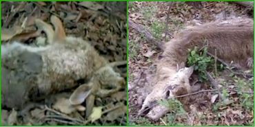 dead-animal-removal-middletown-ny dead animal removal middletown ny - picking up dead animal service middletown new york