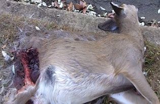 dead-animal-removal-monroe-ny dead animal removal monroe new york - pick up dead animal service monroe ny