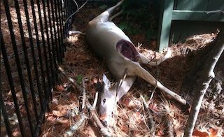 dead animal removal montvale nj - picking up dead animals in montvale new jersey