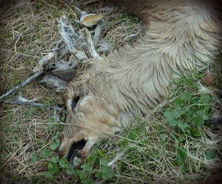 dead animal removal in morris plains nj - pick up dead animal in morris plains new jersey 