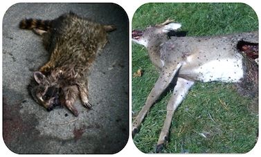 dead-animal-removal-new-hempstead-ny dead animal removal new hempstead ny - pick up dead animal carcass service new hempstead ny