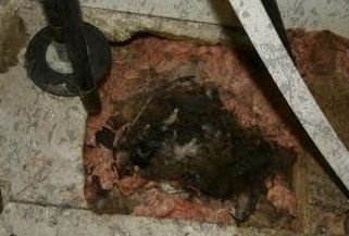 dead animal removal Passaic County NJ - dead skunk in passaic county