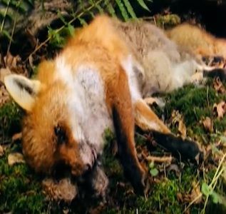 dead-animal-removal-roseland-nj dead animal removal in roseland nj - dead wildlife removal disposal in roseland new jersey