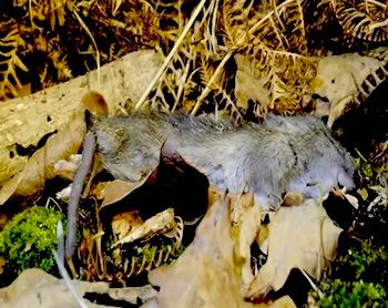 dead animal removal in saddle brook nj - disposal of dead wild animal in saddle brook new jersey
