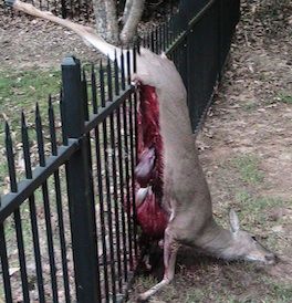 dead animal removal in Somerset NJ - dead deer Somerset County New Jersey