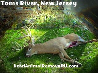 dead animal removal toms river nj - wildlife carcass removal toms river new jersey