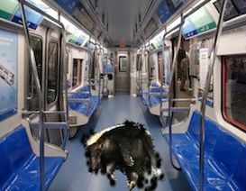 dead animal removal in train nj - pick up dead animal carcass in train in new jersey