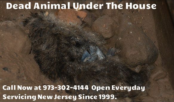 dead animal removal under home NJ - dead squirrel under home in New Jersey