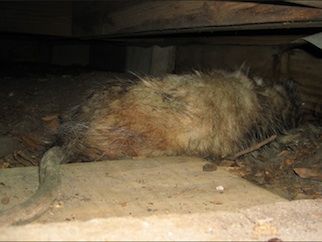 dead animal removal under the house NJ - animal carcass under home in New Jersey
