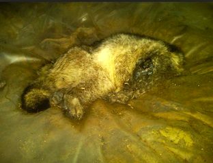 dead animal removal in warren county nj - dispose dead animal warren county nj
