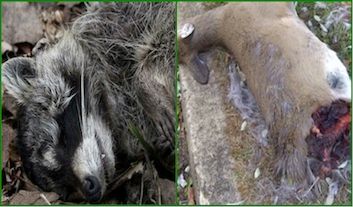 dead-animal-removal-warwick-ny dead animal removal warwick ny - picking up dead animal in warwick new york