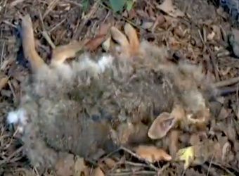 dead animal removal in west caldwell nj - disposal of dead wild animal in west caldwell new jersey