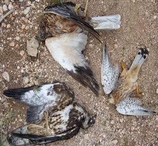dead dead birds on the ground