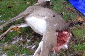 dead-deer-removal-hillsborough-nj dead deer removal hillsborough nj - pick up dead deer carcass service hillsborough new jersey
