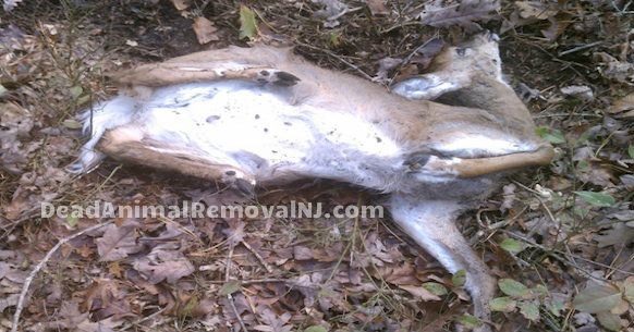 dead deer animal carcass removal short hills nj - clean up animal carcass in short hills new jersey